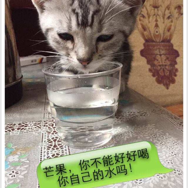 买张普利斯考特学院文凭毕业证